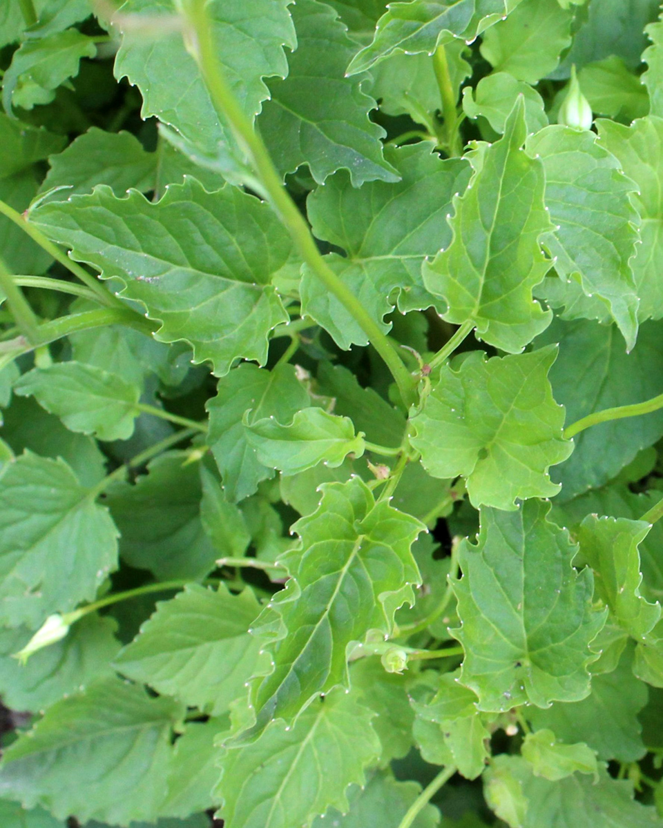 Изображение особи Campanula carpatica.