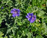 Geranium gymnocaulon