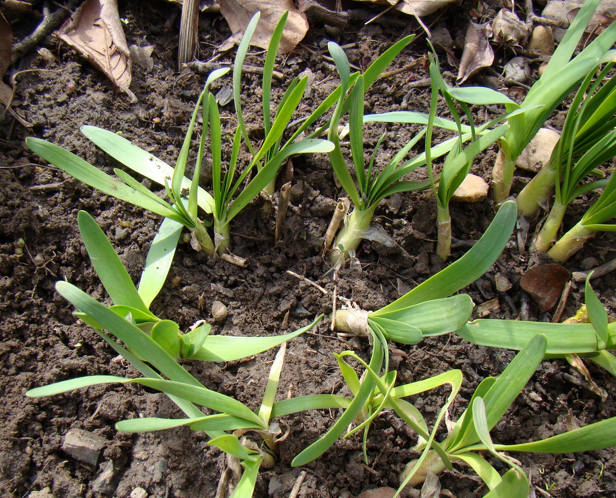 Image of Allium nutans specimen.