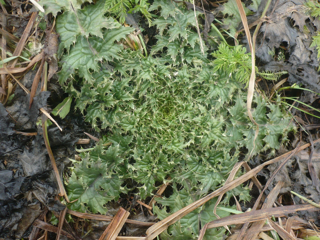 Image of genus Carduus specimen.