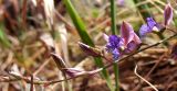 Polygala sibirica