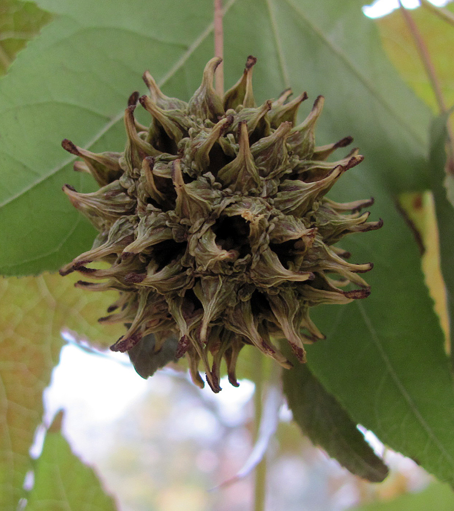 Изображение особи Liquidambar styraciflua.