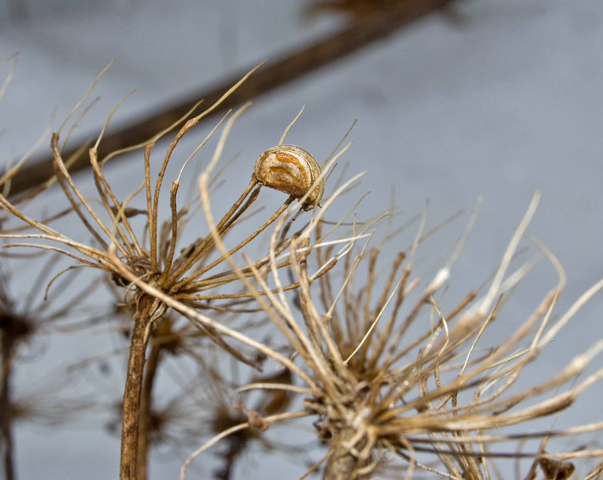 Image of Heracleum sosnowskyi specimen.