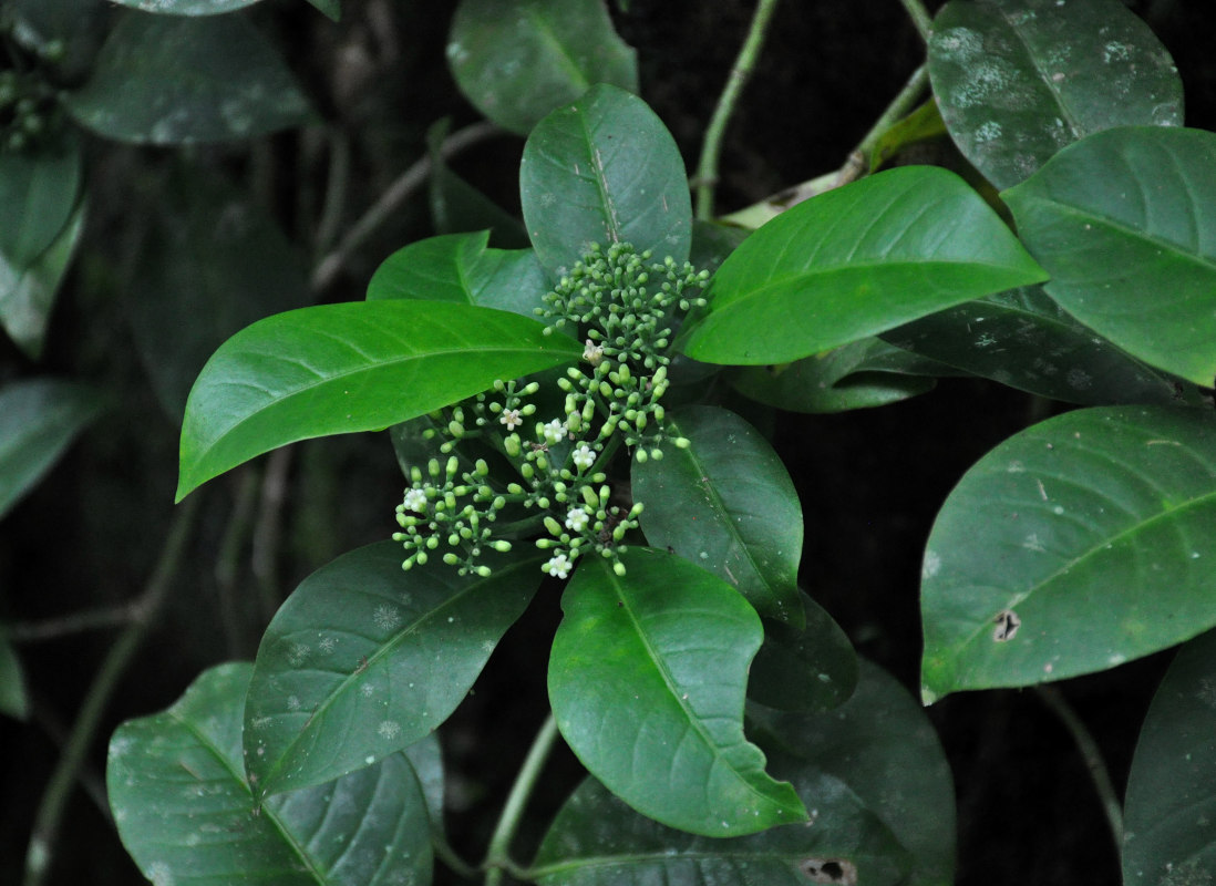 Изображение особи Psychotria sarmentosa.