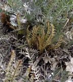 Banksia blechnifolia