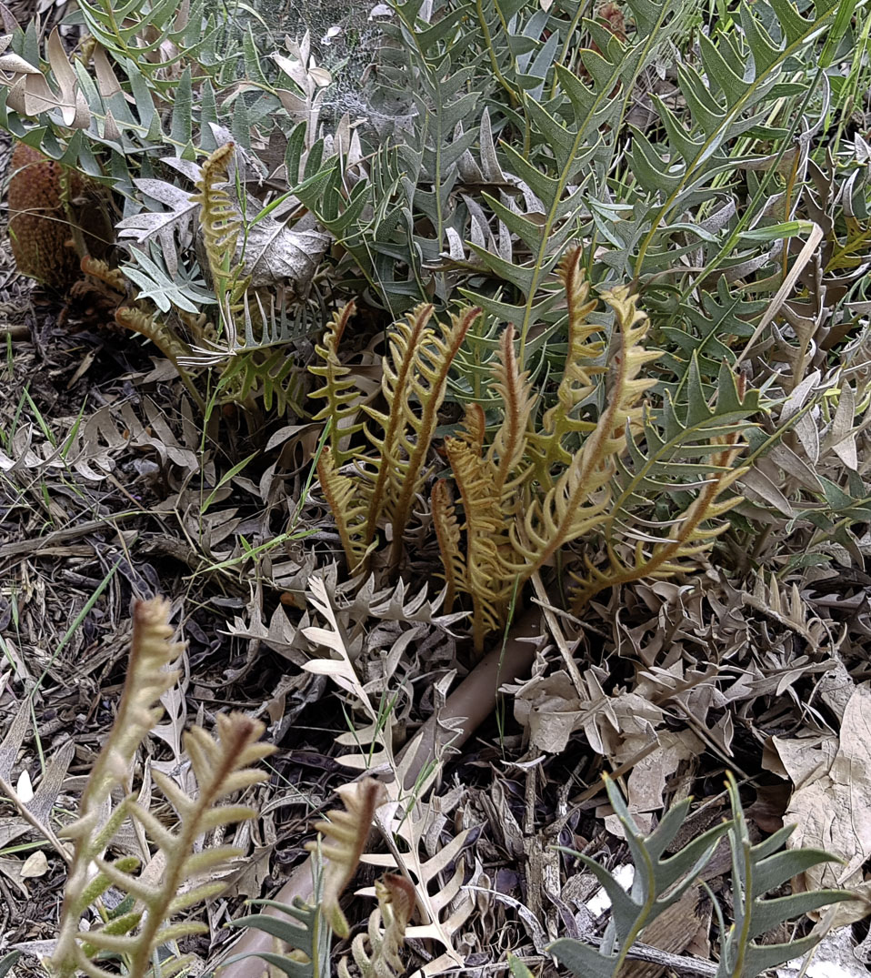 Image of Banksia blechnifolia specimen.