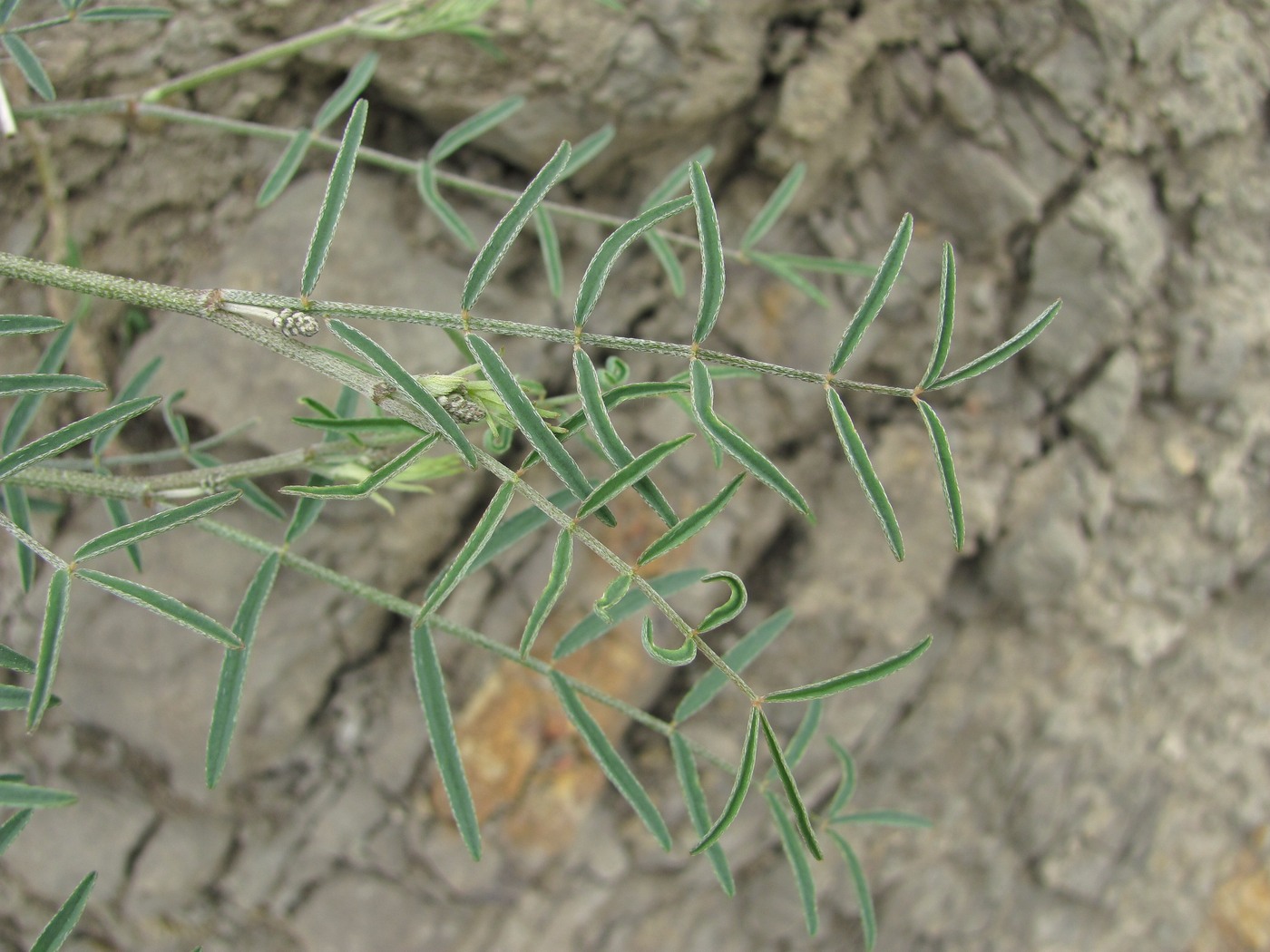Image of Astragalus subuliformis specimen.