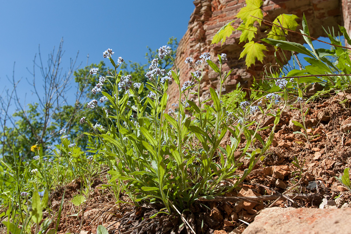 Image of Myosotis sylvatica specimen.