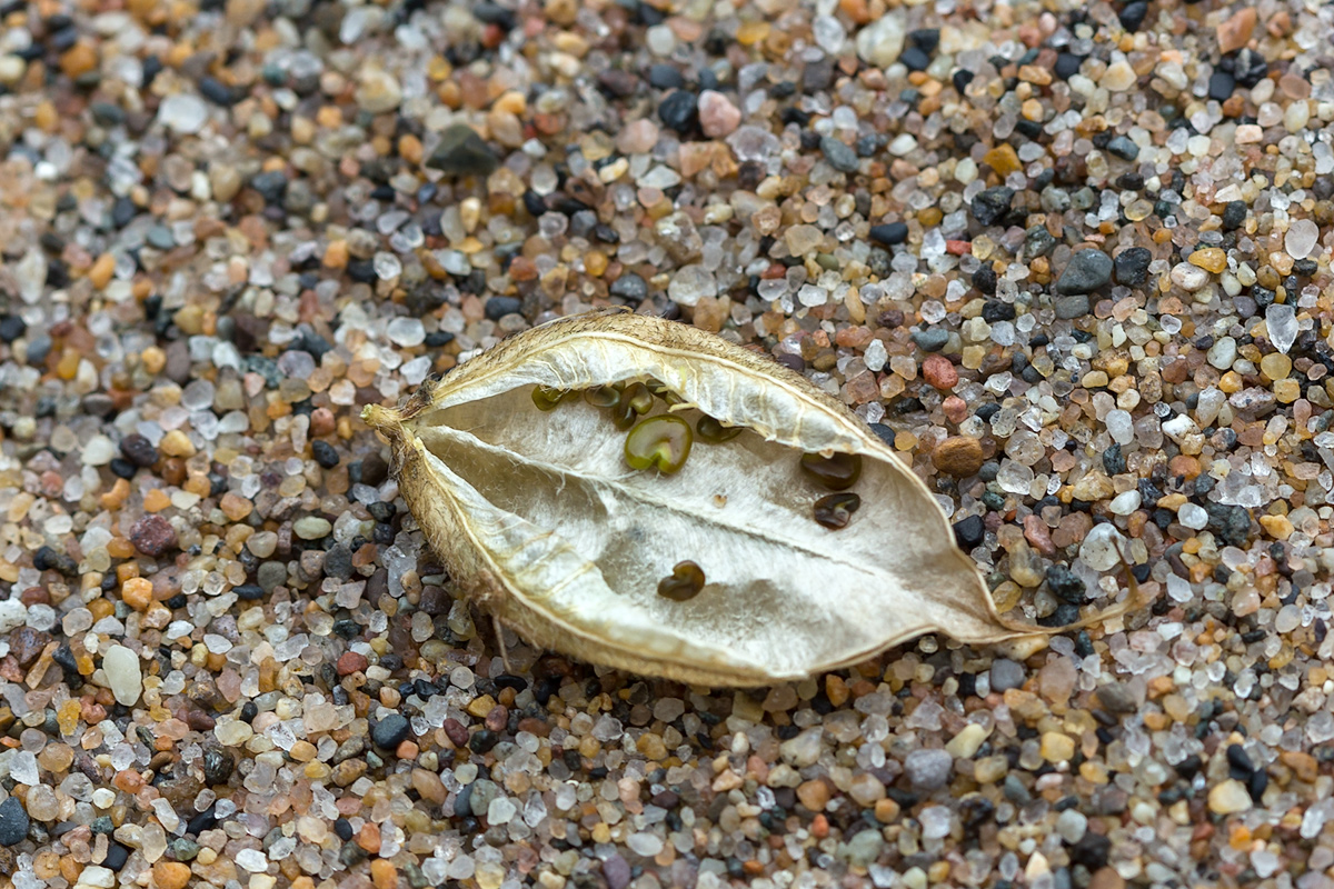 Image of Oxytropis campestris specimen.