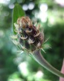Centaurea dealbata × C. sumensis