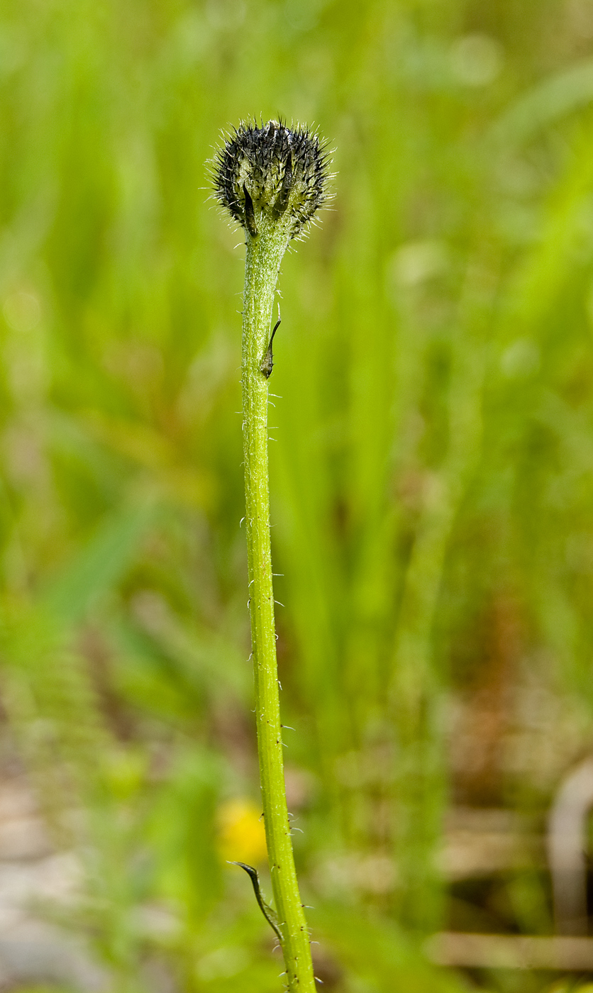 Изображение особи Trommsdorffia maculata.