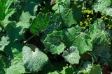 Tussilago farfara