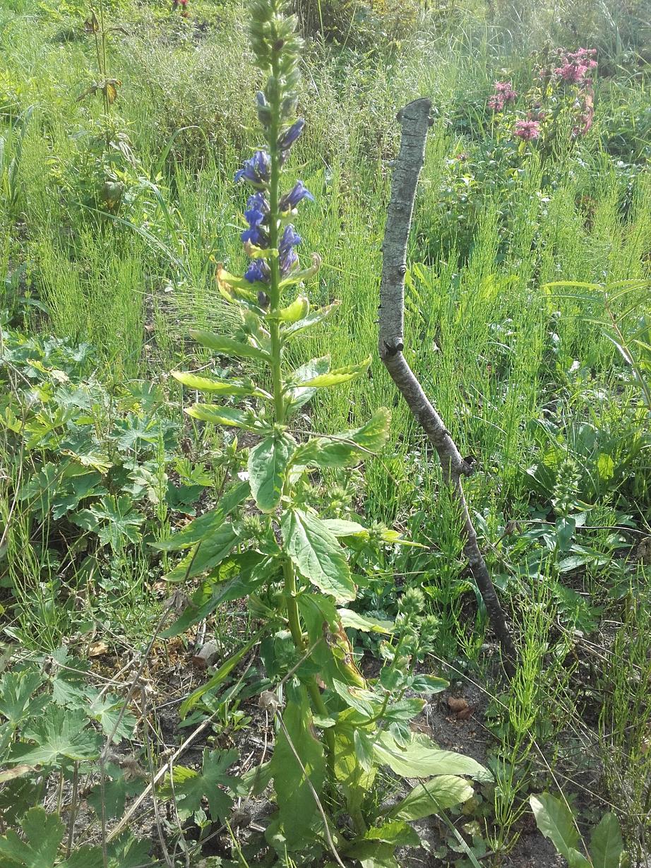 Image of Lobelia siphilitica specimen.