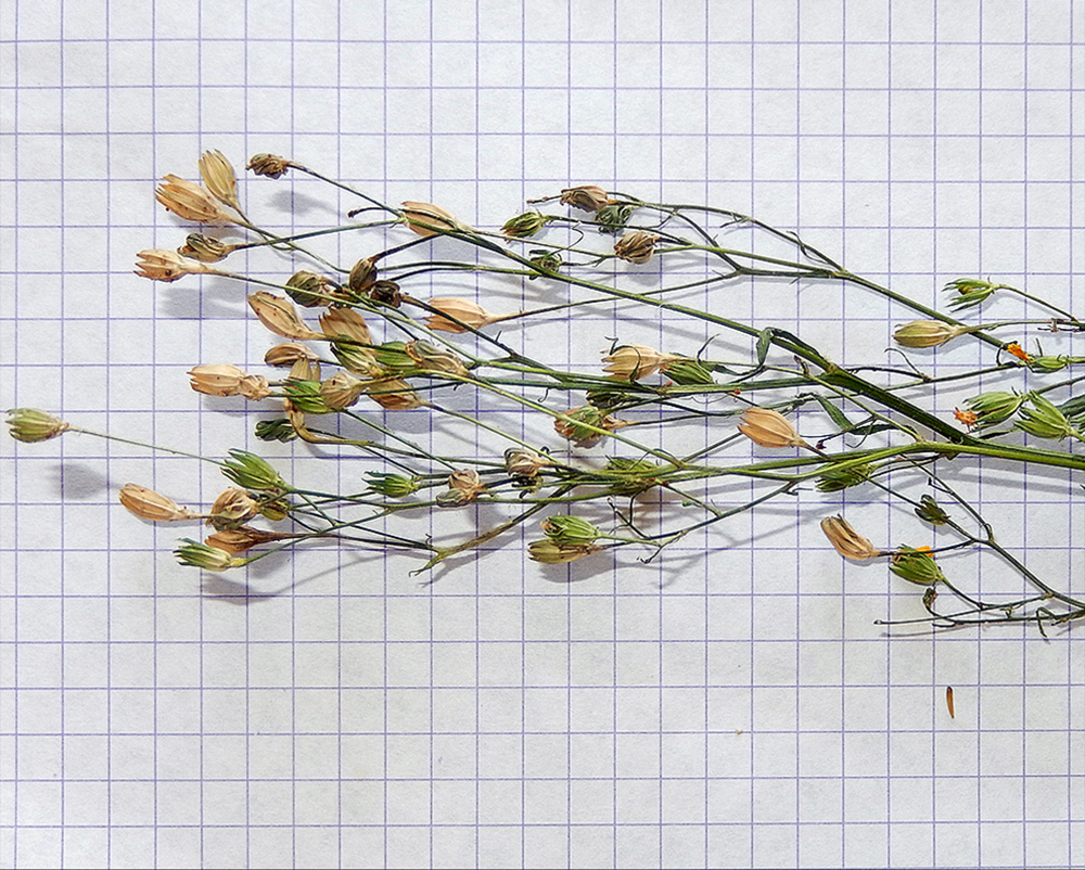 Image of Lapsana communis specimen.