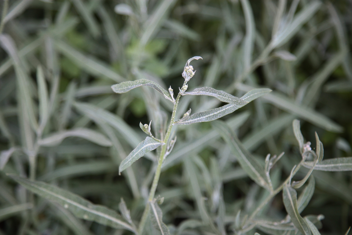 Изображение особи Lactuca tatarica.