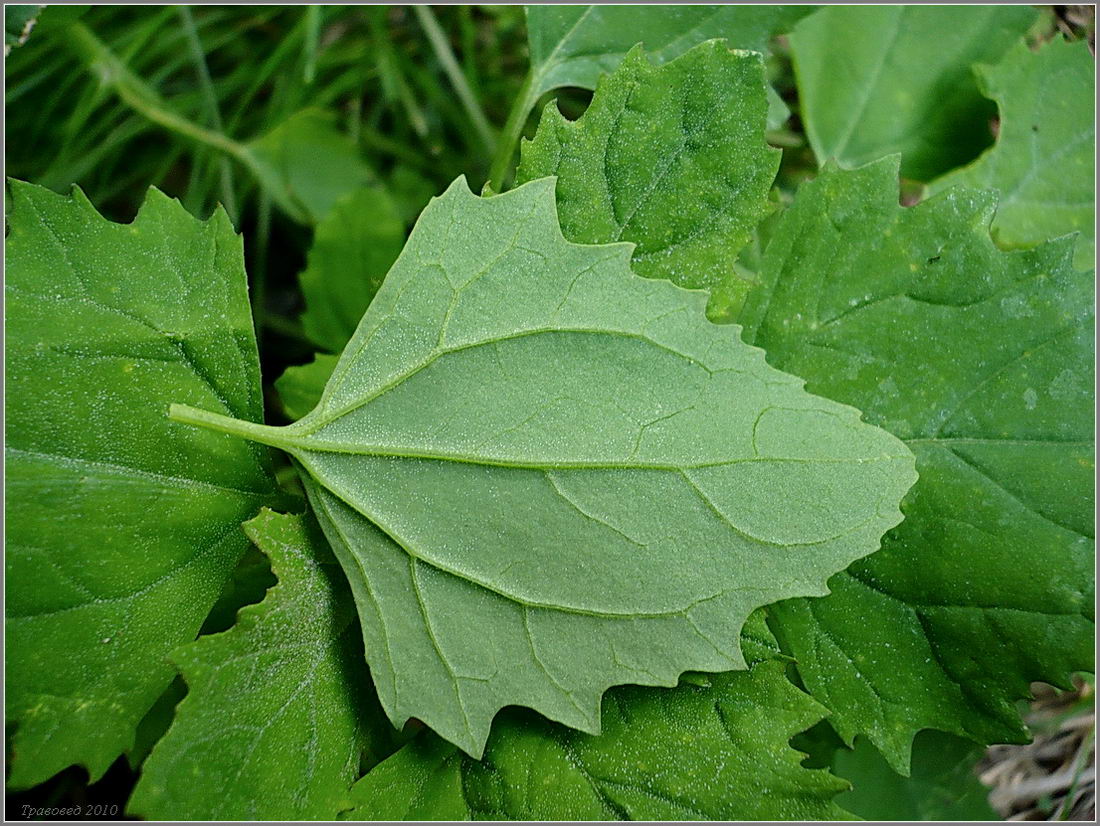 Изображение особи Chenopodium album.