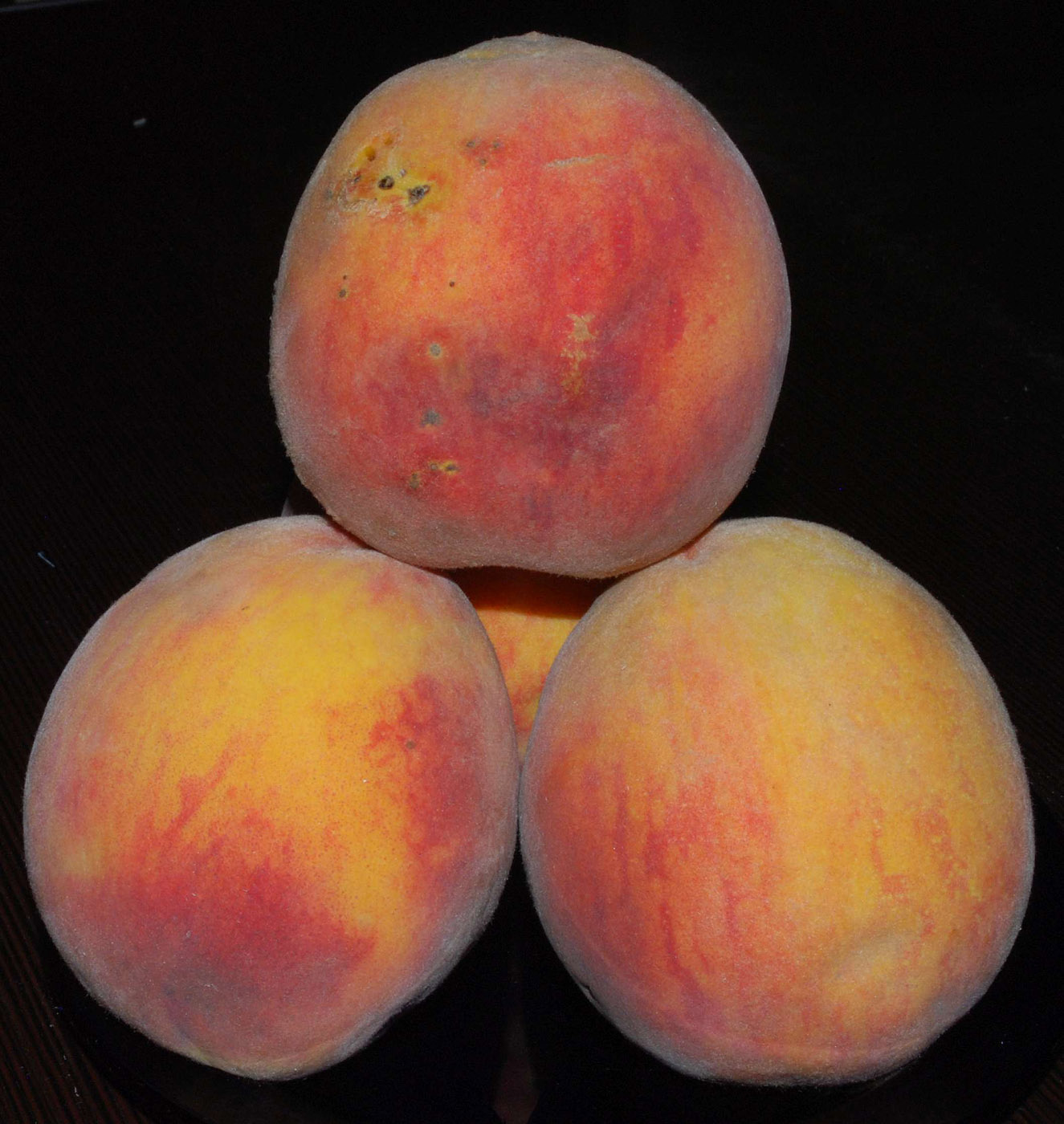 Image of Persica vulgaris specimen.