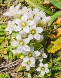 Gentianella biebersteinii