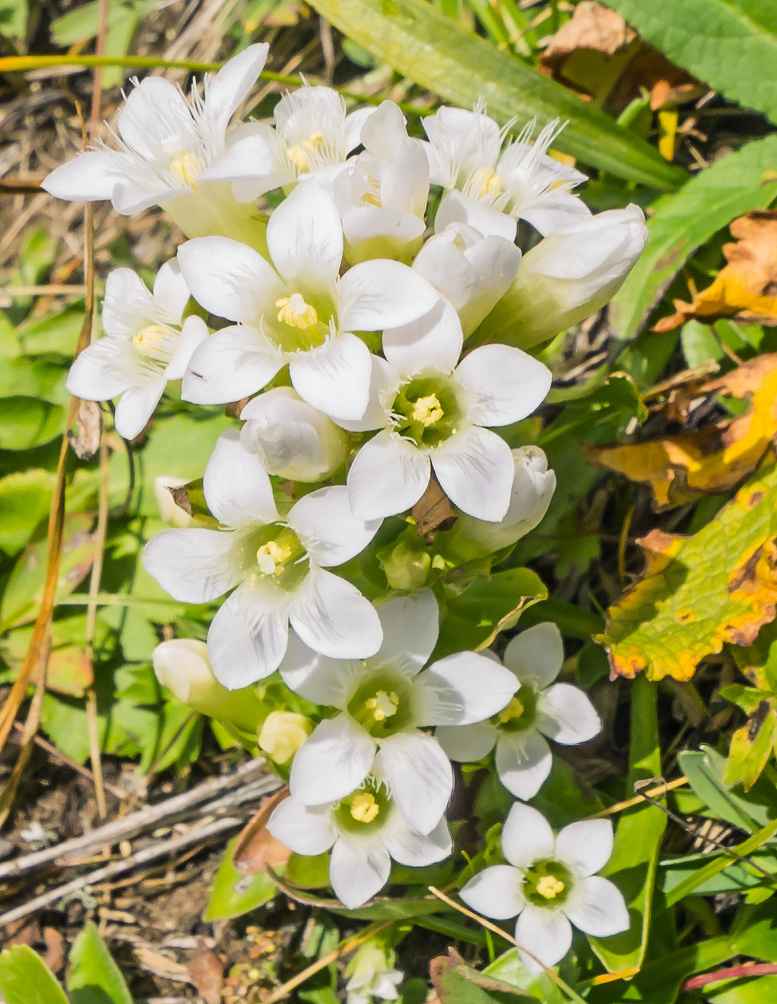 Изображение особи Gentianella biebersteinii.