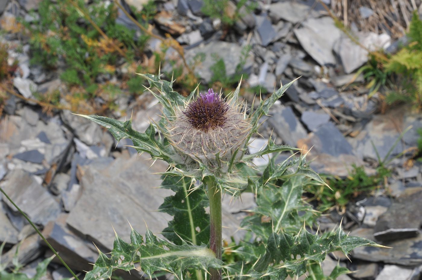 Image of Cirsium pugnax specimen.