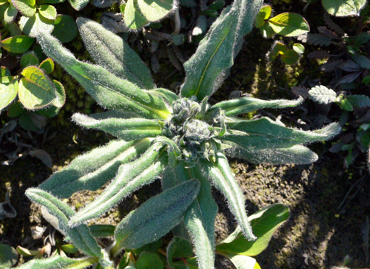 Image of Saussurea viscida specimen.