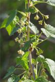 Ribes nigrum. Часть веточки с соцветиями. Псковская обл., Великолукский р-н, долина р. Ловать, смешанный лес. 07.05.2018.