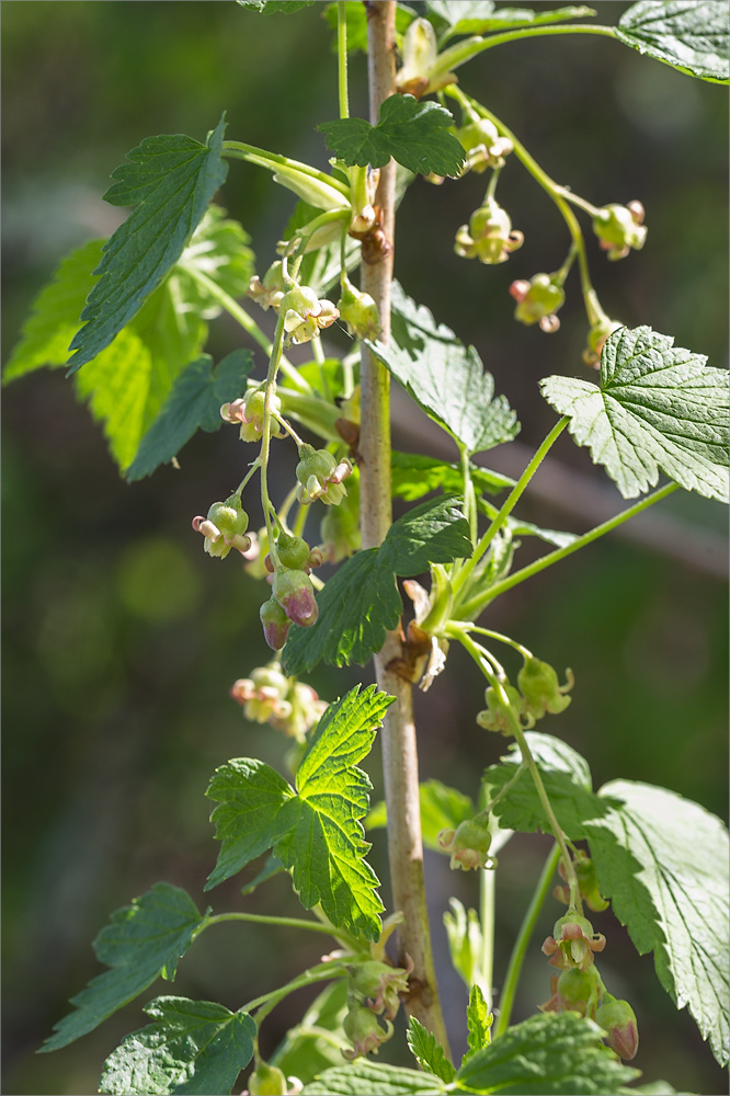 Изображение особи Ribes nigrum.