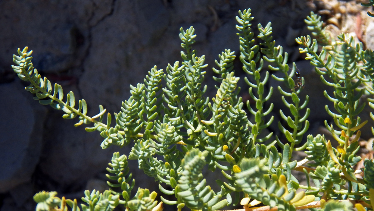 Image of Hypericum scabrum specimen.