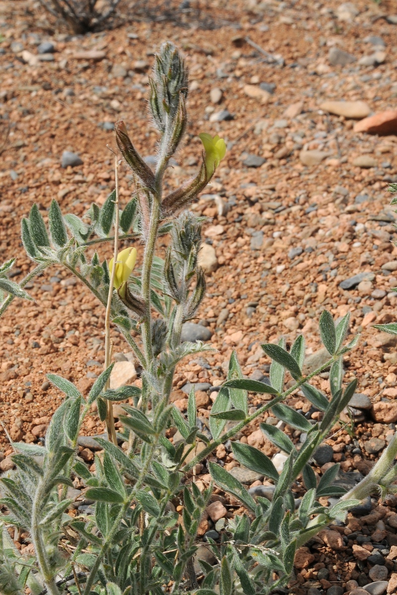 Изображение особи Astragalus turczaninowii.