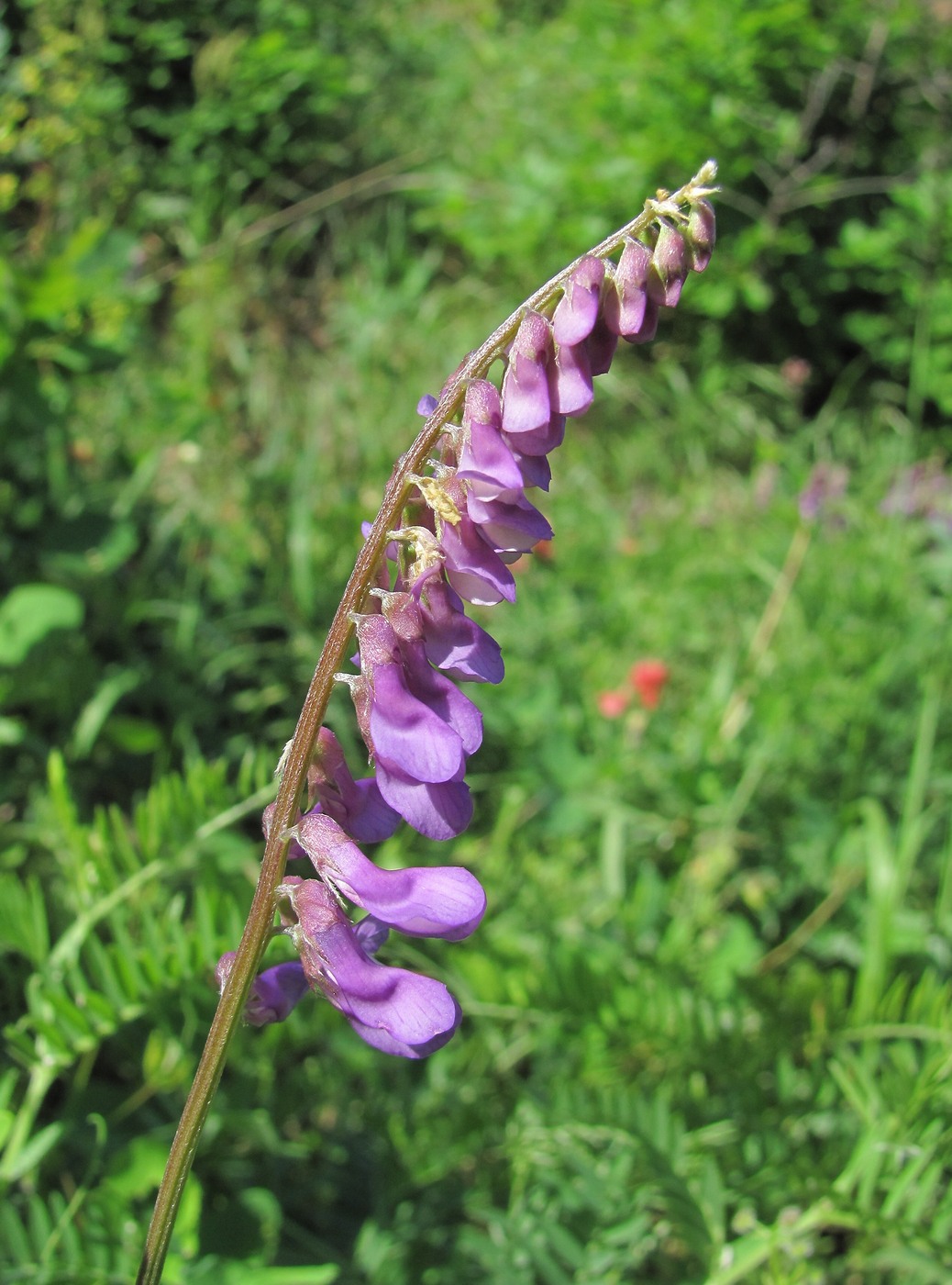 Image of Vicia tenuifolia specimen.