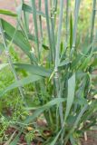 Hordeum distichon