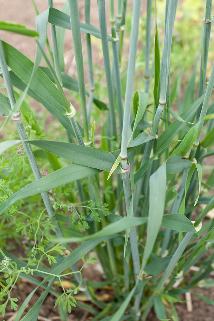 Изображение особи Hordeum distichon.