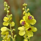 Verbascum laxum. Цветки и бутоны. Карачаево-Черкесия, Зеленчукский р-н, окр. пос. Архыз, ур. Лунная Поляна, хребет Абишира-Ахуба, ≈ 1790 м н.у.м., каменистый берег ручья. 29.07.2018.