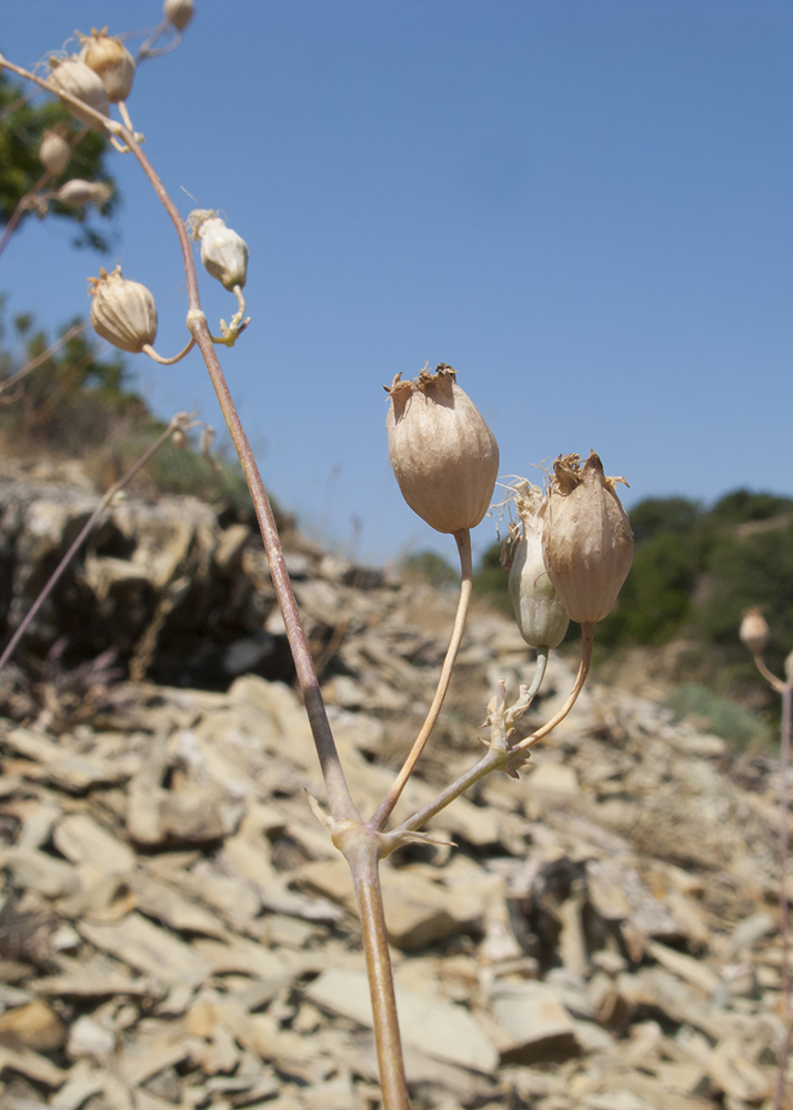 Image of Oberna crispata specimen.