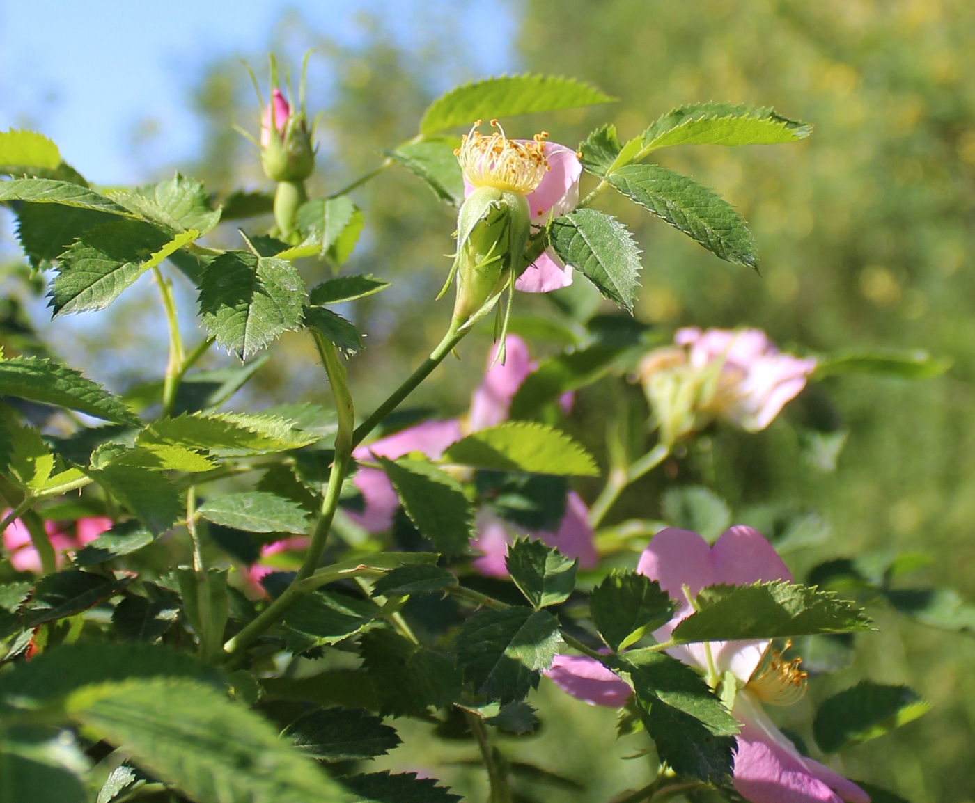 Image of genus Rosa specimen.