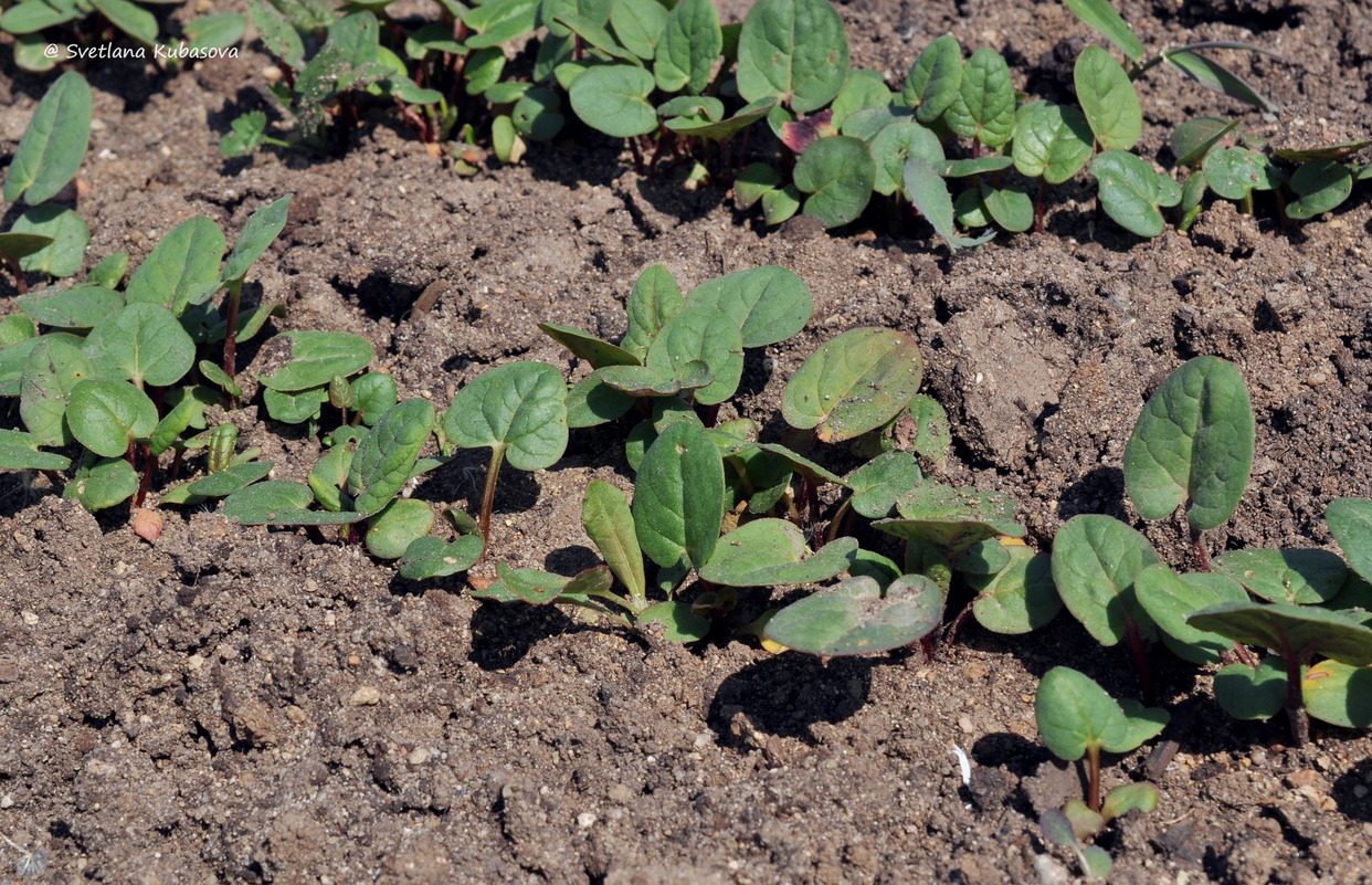 Изображение особи Rheum palmatum.
