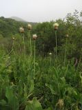 Stemmacantha integrifolia. Цветущие растения в саванноидном сообществе на границе с зарослями кустарников по склону. Таджикистан, Хатлонская обл., Шамсиддин-Шохинский р-н, окр. с. Даштиджум; Дарвазский хребет, выс. 1700 м н.у.м. 04.06.2018.