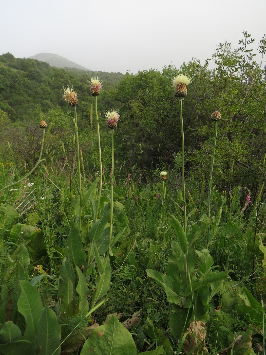 Изображение особи Stemmacantha integrifolia.