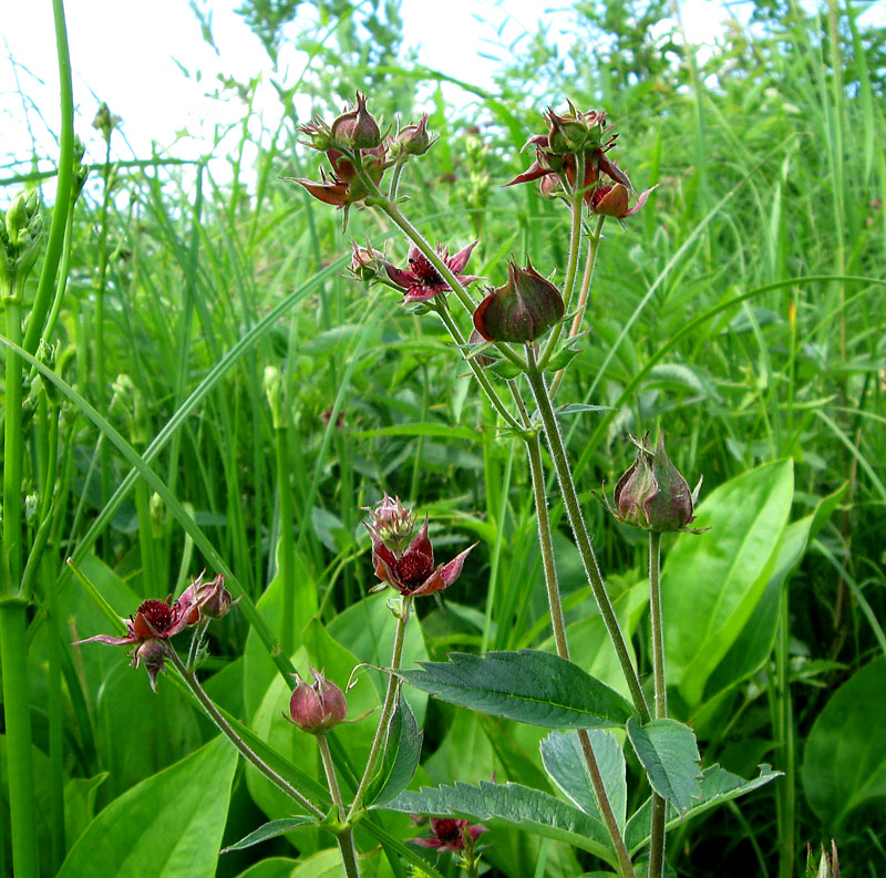 Изображение особи Comarum palustre.