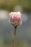 genus Erigeron