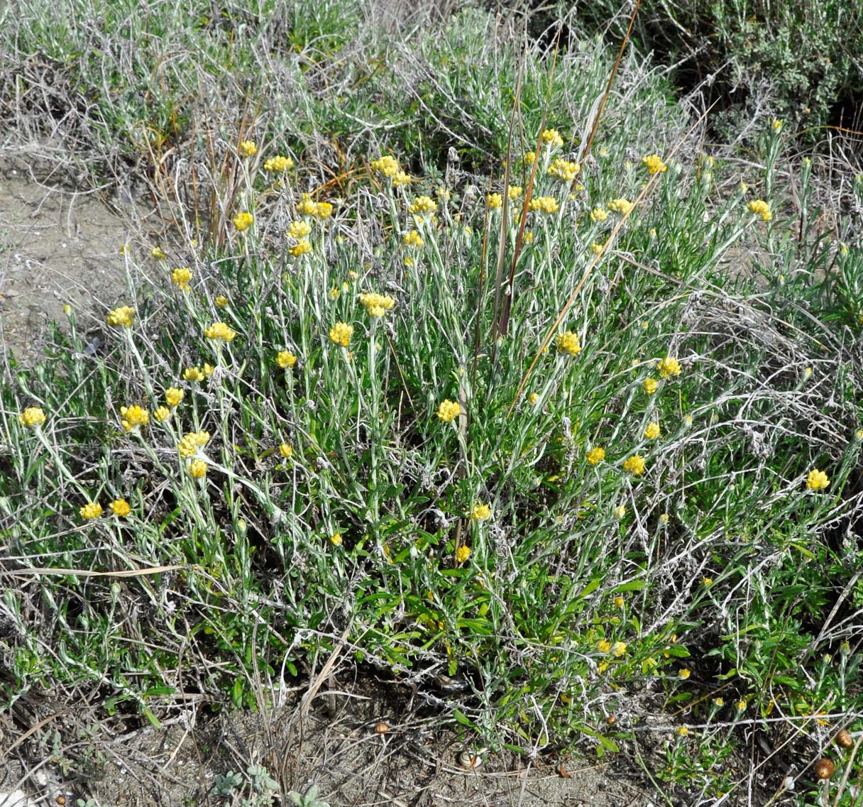 Image of Helichrysum stoechas ssp. barrelieri specimen.