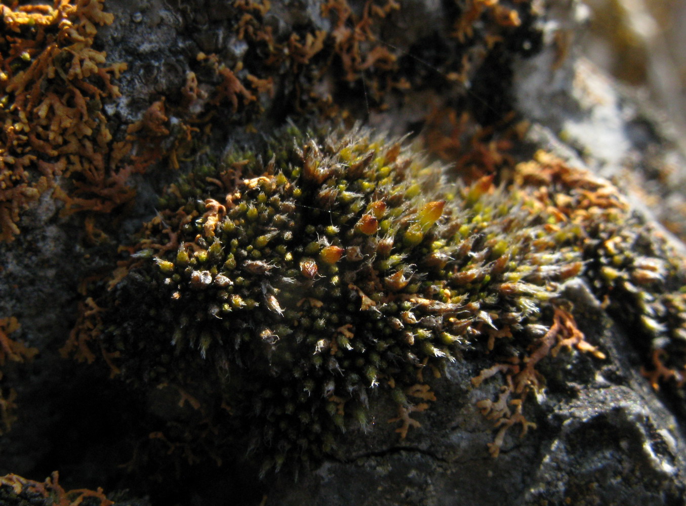 Image of Jaffueliobryum latifolium specimen.