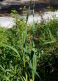 Allium obliquum. Верхушка бутонизирующего растения. Якутия, Алданский р-н, северная окр. г. Алдан, около огорода. 13.06.2016.