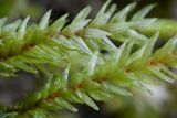 Climacium dendroides