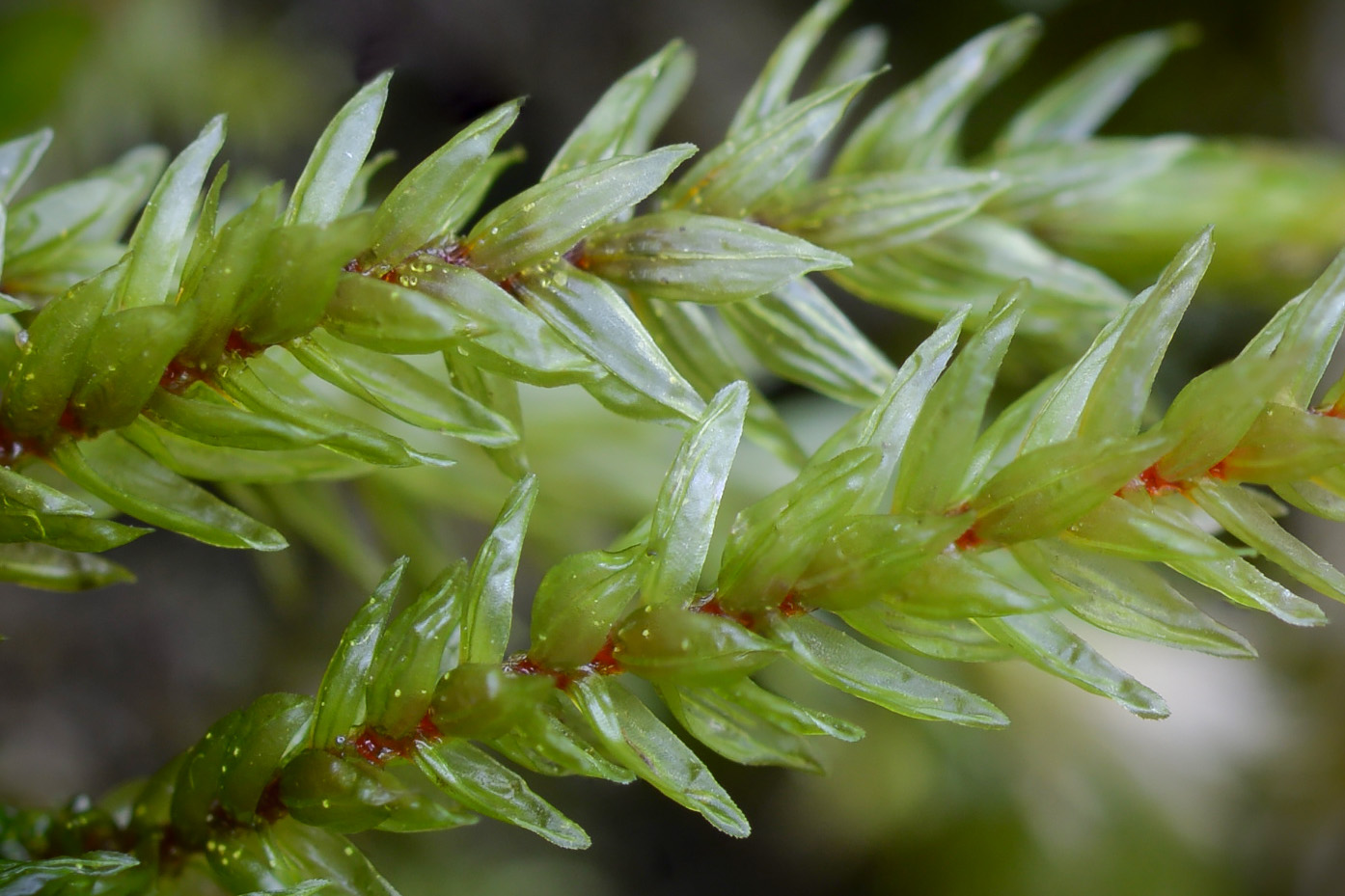 Изображение особи Climacium dendroides.