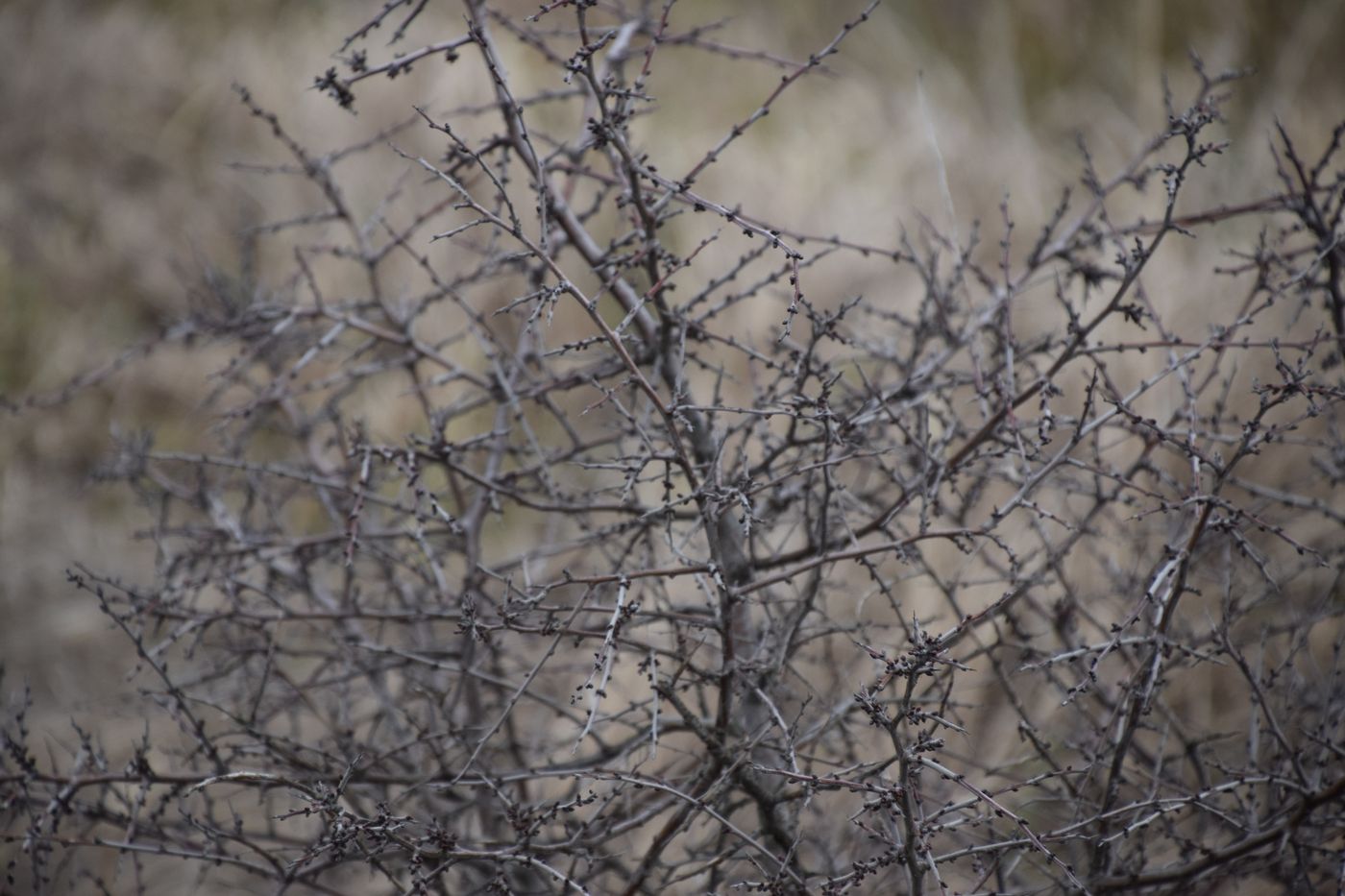 Image of Prunus stepposa specimen.