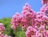 Lagerstroemia indica. Соцветия. Южный берег Крыма, г. Алупка, Воронцовский парк, в культуре. 21 августа 2015 г.