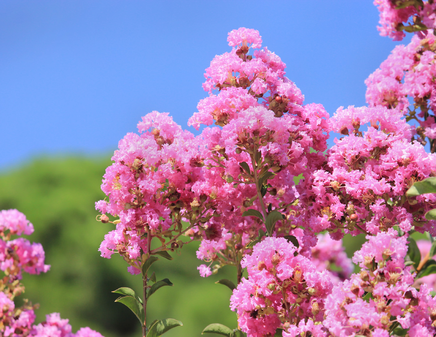 Image of Lagerstroemia indica specimen.