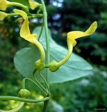 Aristolochia clematitis