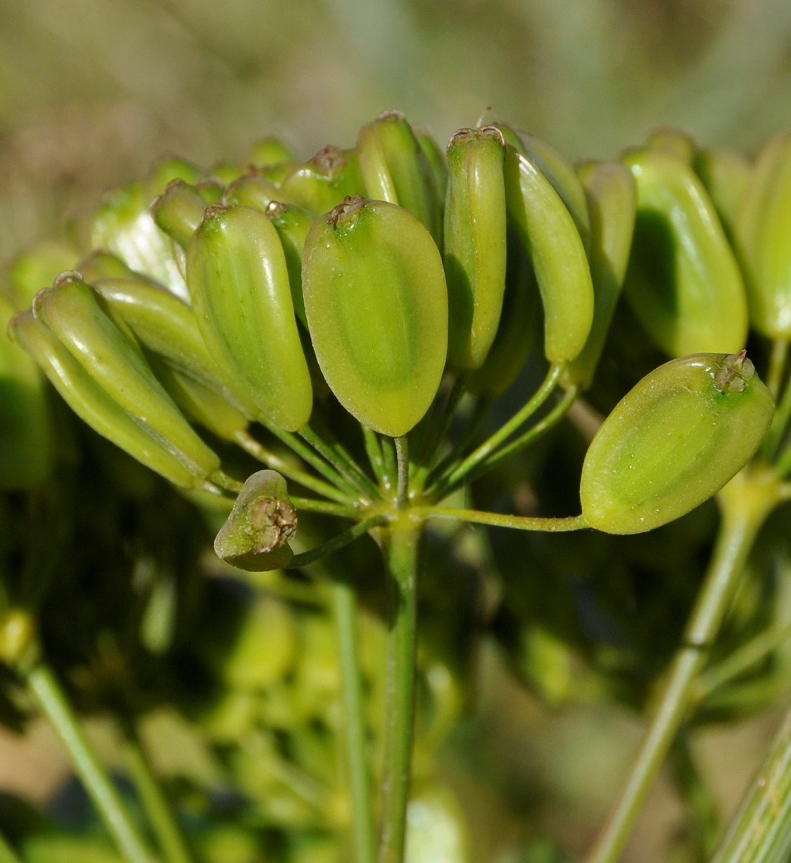 Изображение особи Ferula communis.